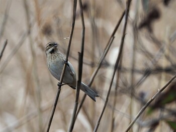 Common Reed Bunting Kasai Rinkai Park Mon, 2/11/2019