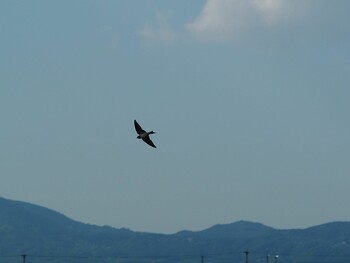 Sand Martin Daijugarami Higashiyoka Coast Fri, 9/8/2017