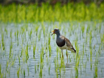 Grey-headed Lapwing 巨椋干拓地 Sat, 6/22/2019