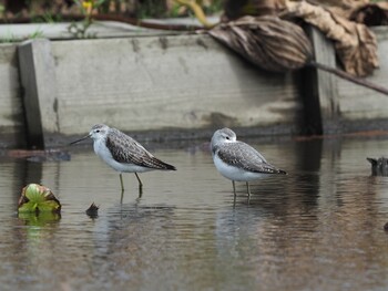 Marsh Sandpiper Inashiki Sun, 10/11/2020