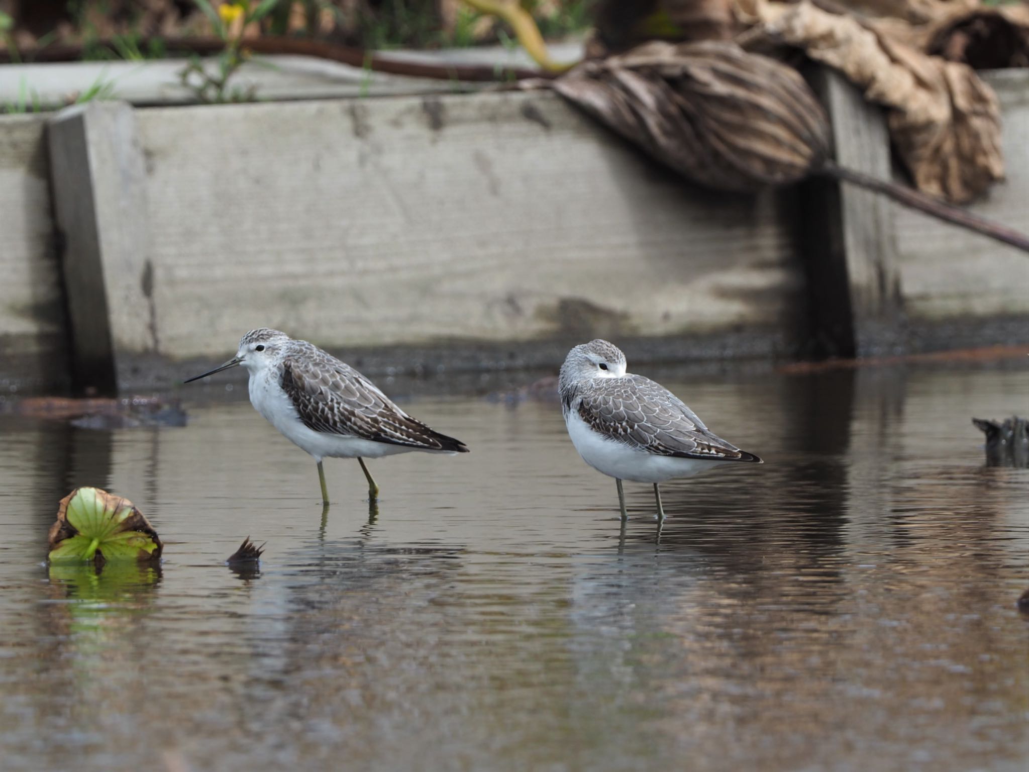 Photo of Marsh Sandpiper at Inashiki by ハイウェーブ