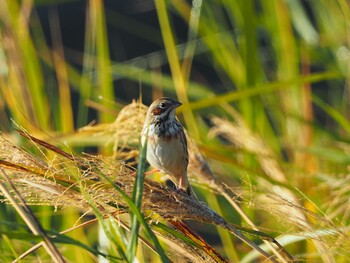 Chestnut-eared Bunting Izumi Crane Observation Center Mon, 1/14/2019