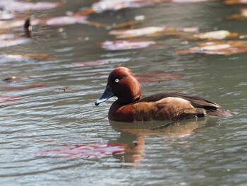 Ferruginous Duck Shin-yokohama Park Sat, 3/9/2019