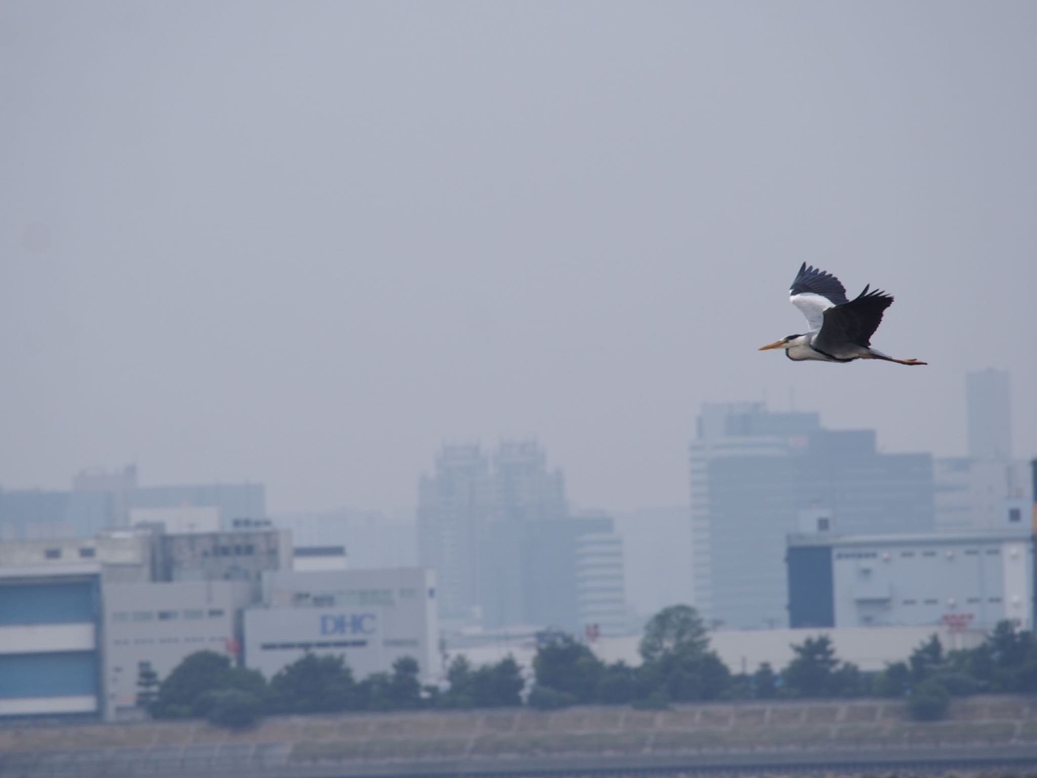 Photo of Grey Heron at Kasai Rinkai Park by ハイウェーブ