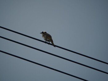 Light-vented Bulbul 金武町(沖縄県) Wed, 5/31/2017