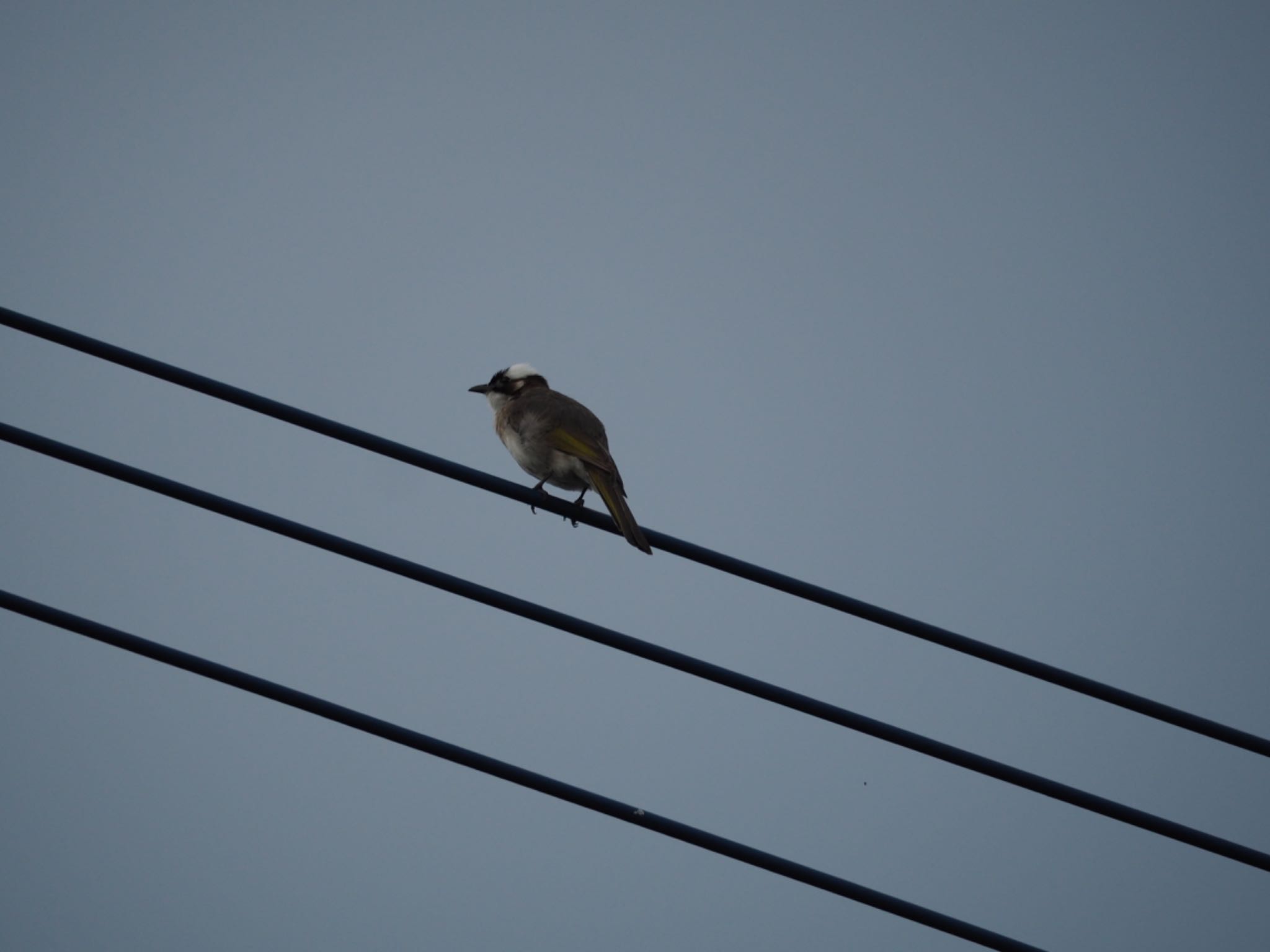 Photo of Light-vented Bulbul at 金武町(沖縄県) by ハイウェーブ