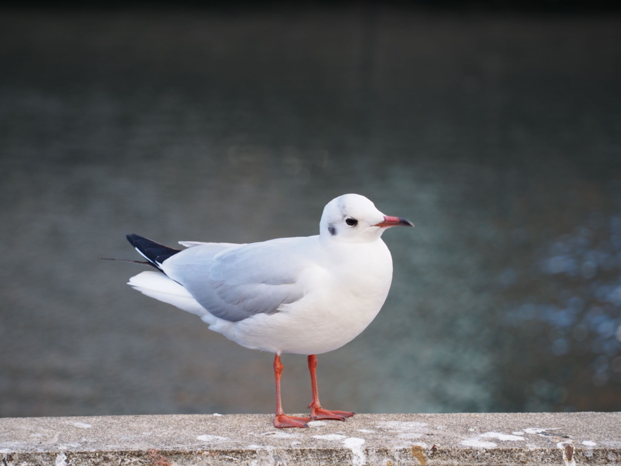 三ツ池公園(横浜市鶴見区) ユリカモメの写真 by ハイウェーブ