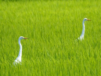 Medium Egret 巨椋干拓地 Mon, 8/20/2018