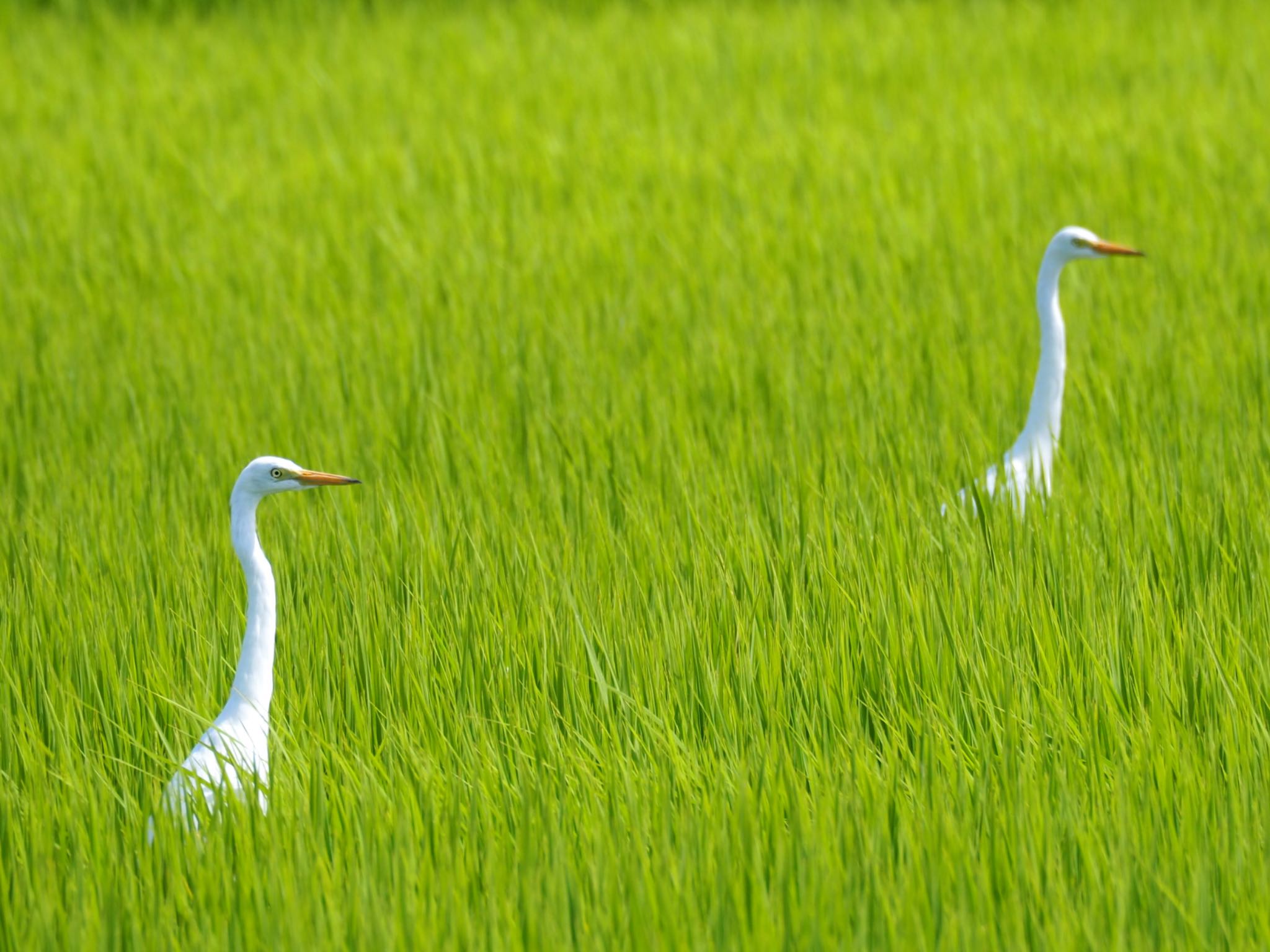 巨椋干拓地 チュウサギの写真 by ハイウェーブ