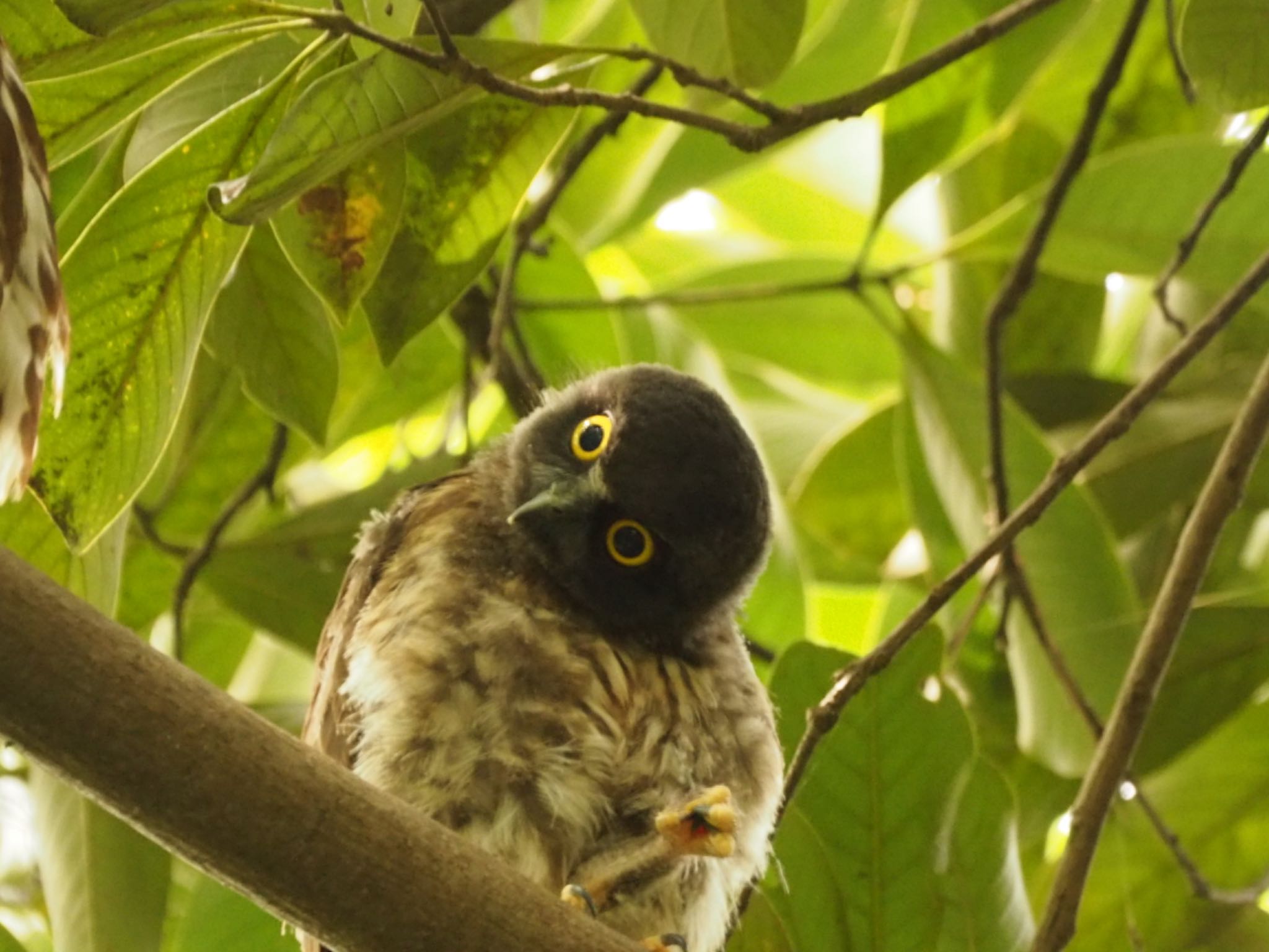 石神井公園 アオバズクの写真 by ハイウェーブ