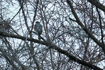 2021年12月3日(金) 福井緑地(札幌市西区)の野鳥観察記録