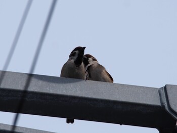 Eurasian Tree Sparrow Kodomo Shizen Park Sun, 3/10/2013