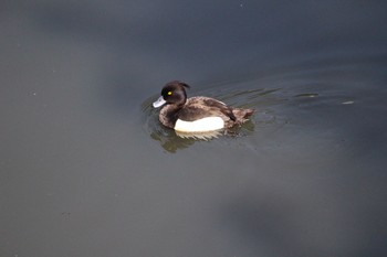 Tufted Duck Unknown Spots Fri, 5/19/2017