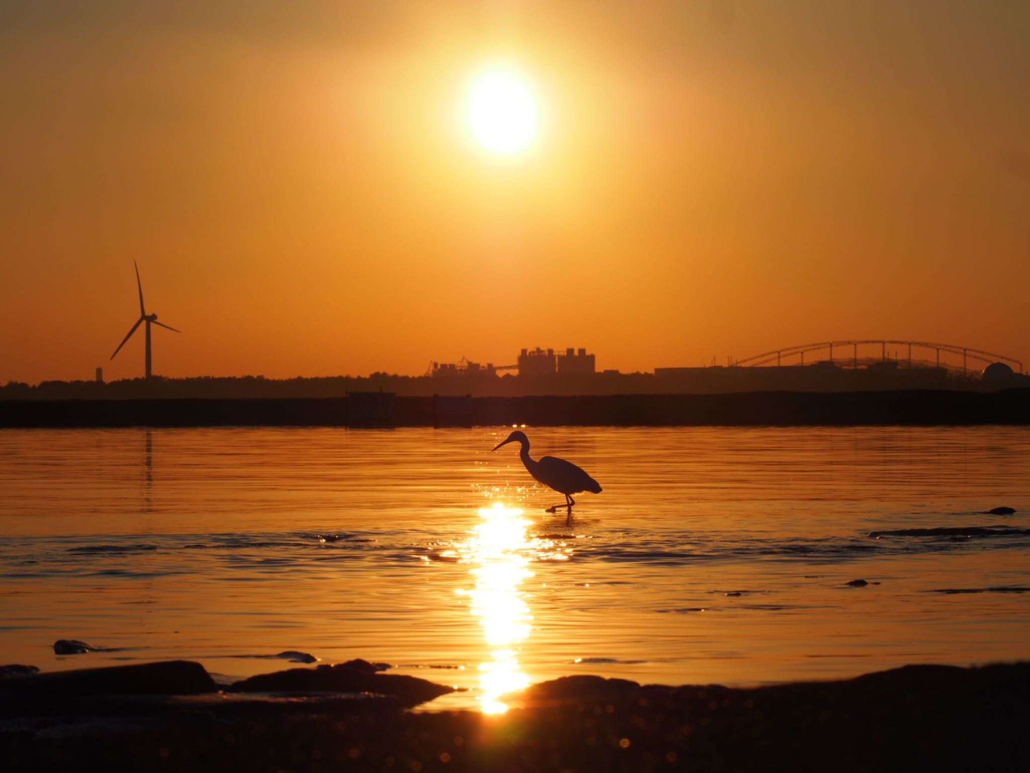 葛西臨海公園 コサギの写真 by ハイウェーブ