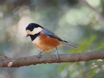 Varied Tit Meiji Jingu(Meiji Shrine) Tue, 12/31/2013