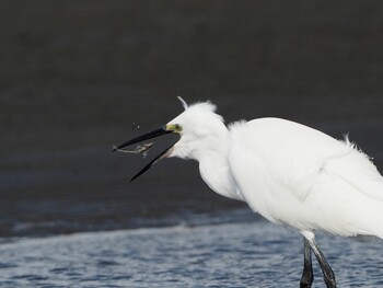 Little Egret Sambanze Tideland Sat, 10/27/2018