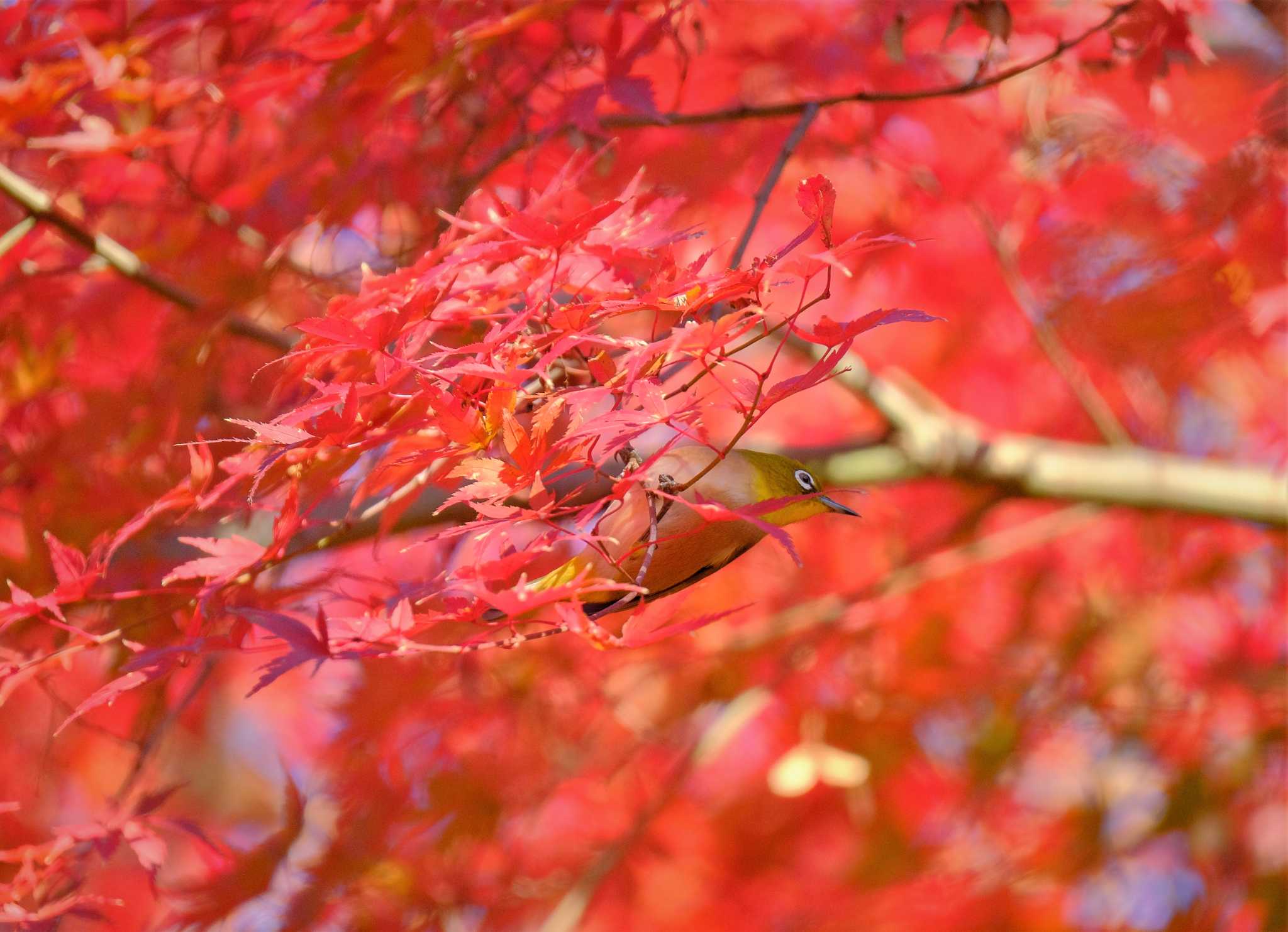 東京都立桜ヶ丘公園(聖蹟桜ヶ丘) メジロの写真