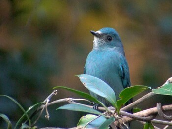 ロクショウヒタキ 場所が不明 撮影日未設定