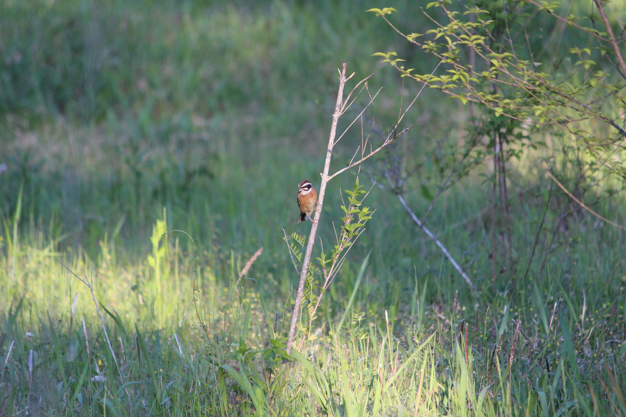 Photo of Meadow Bunting at  by Yuji