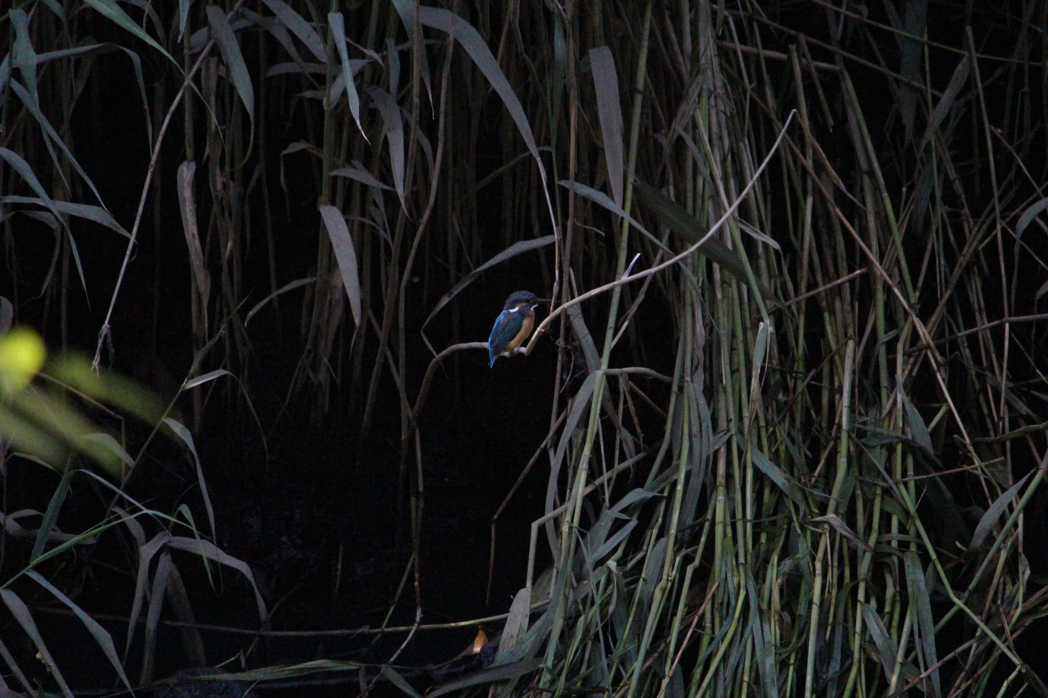 Photo of Common Kingfisher at  by Yuji