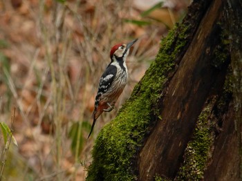 White-backed Woodpecker Yanagisawa Pass Thu, 5/18/2017