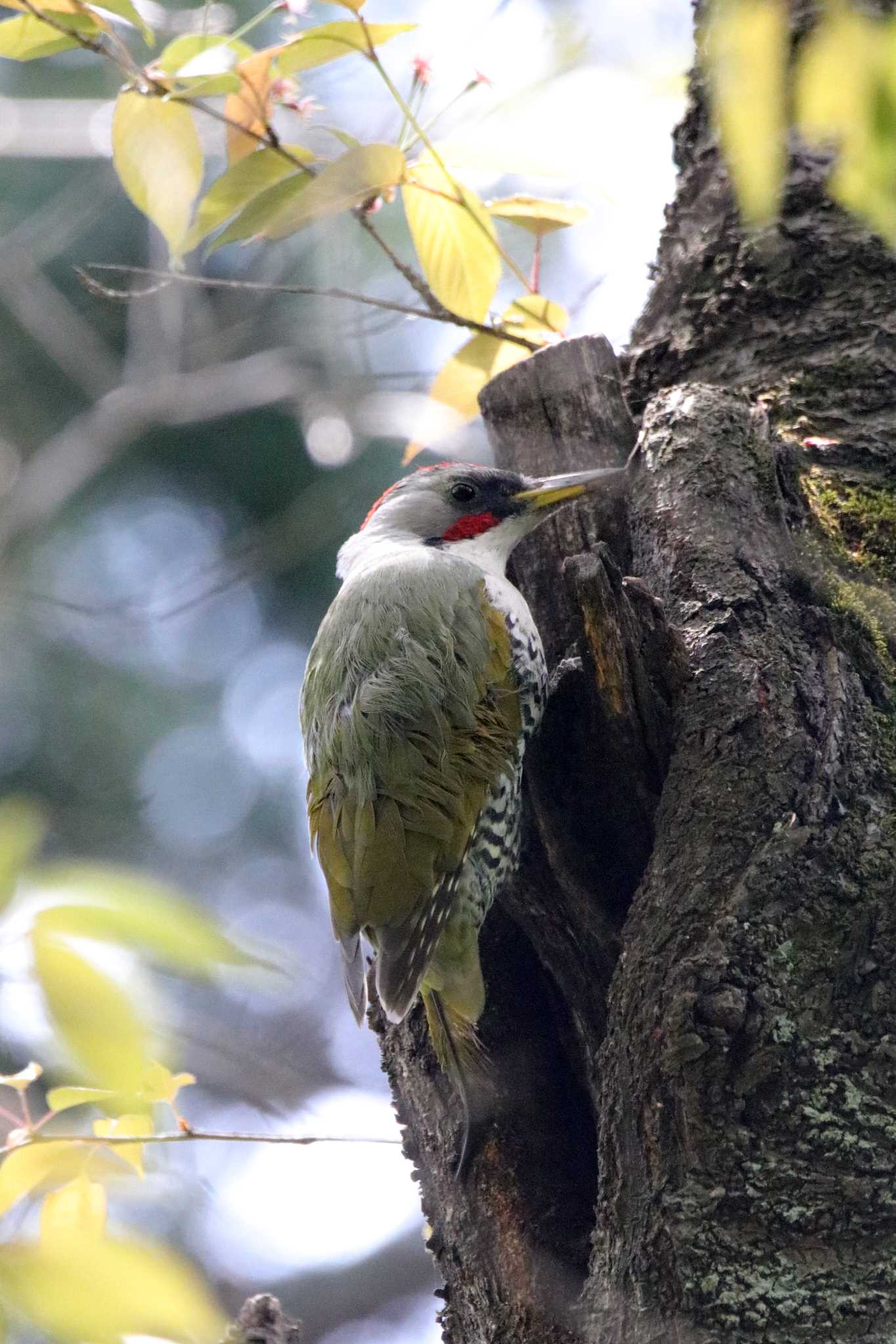 Photo of Japanese Green Woodpecker at Inokashira Park by とみやん