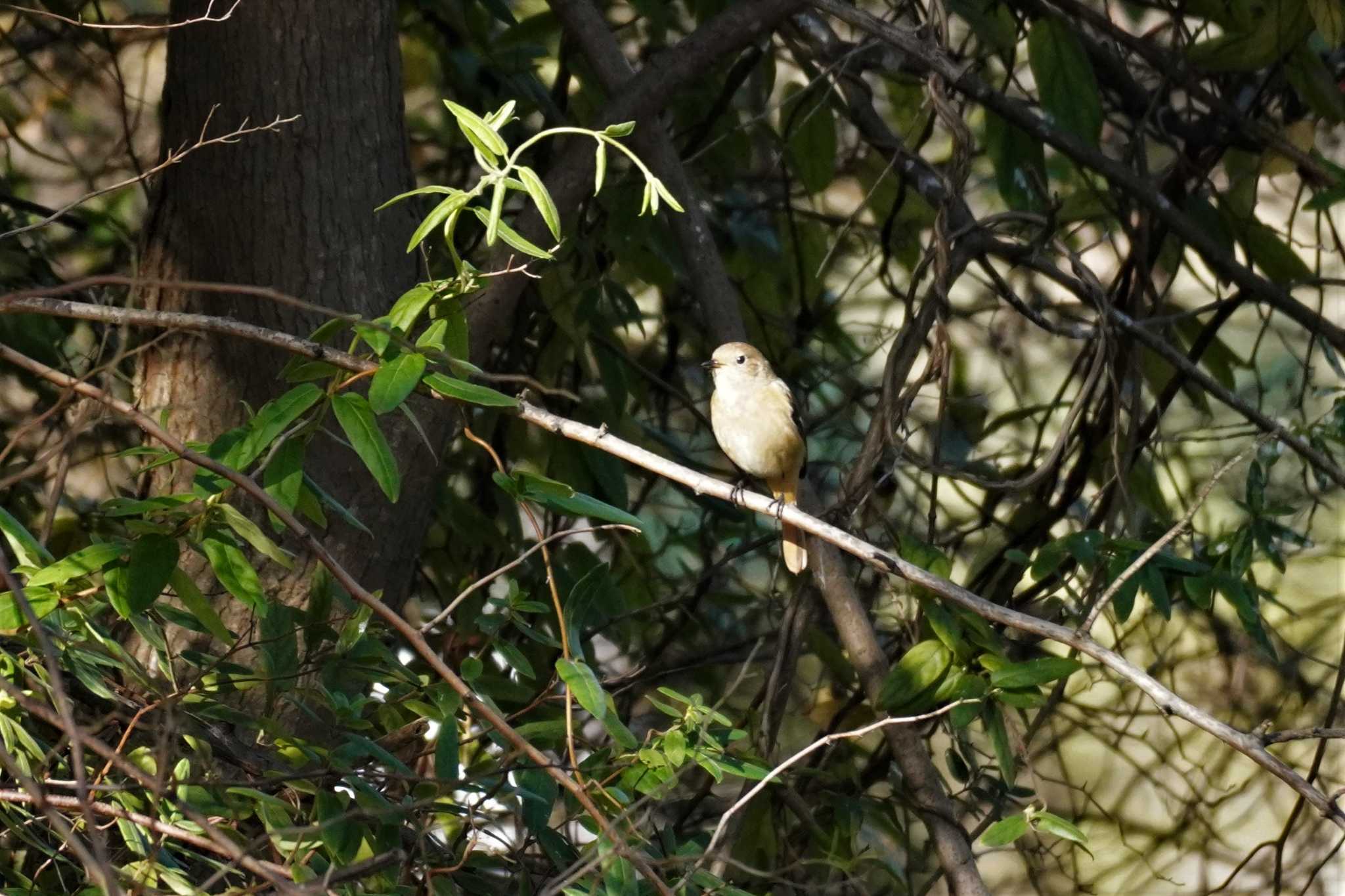 埼玉県 ジョウビタキの写真