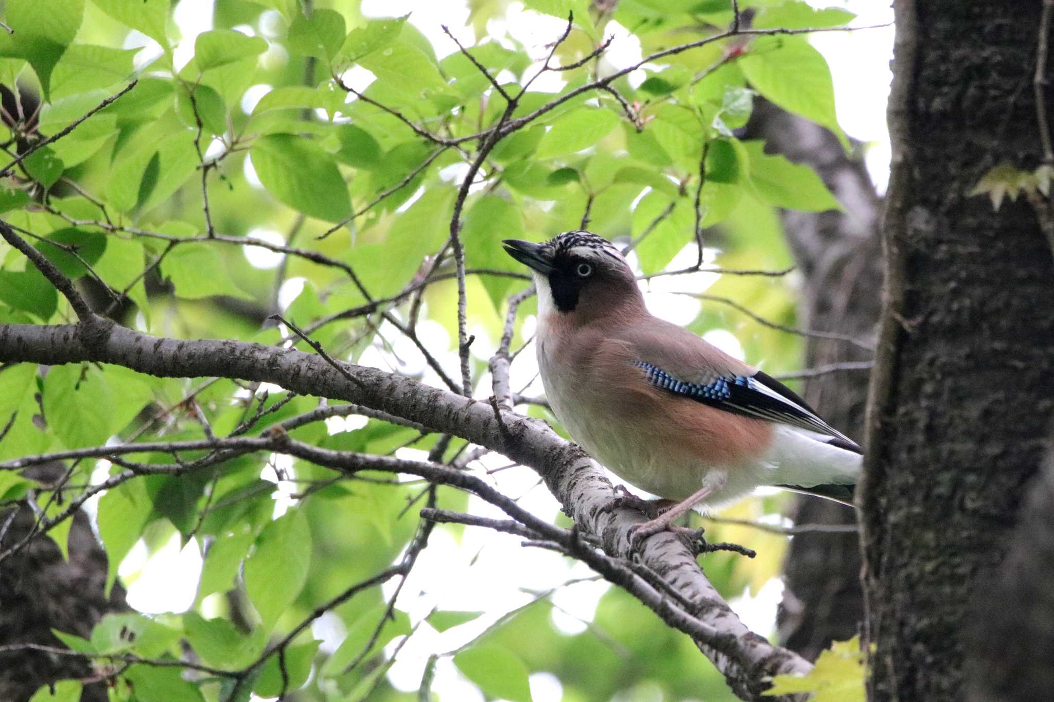 Eurasian Jay