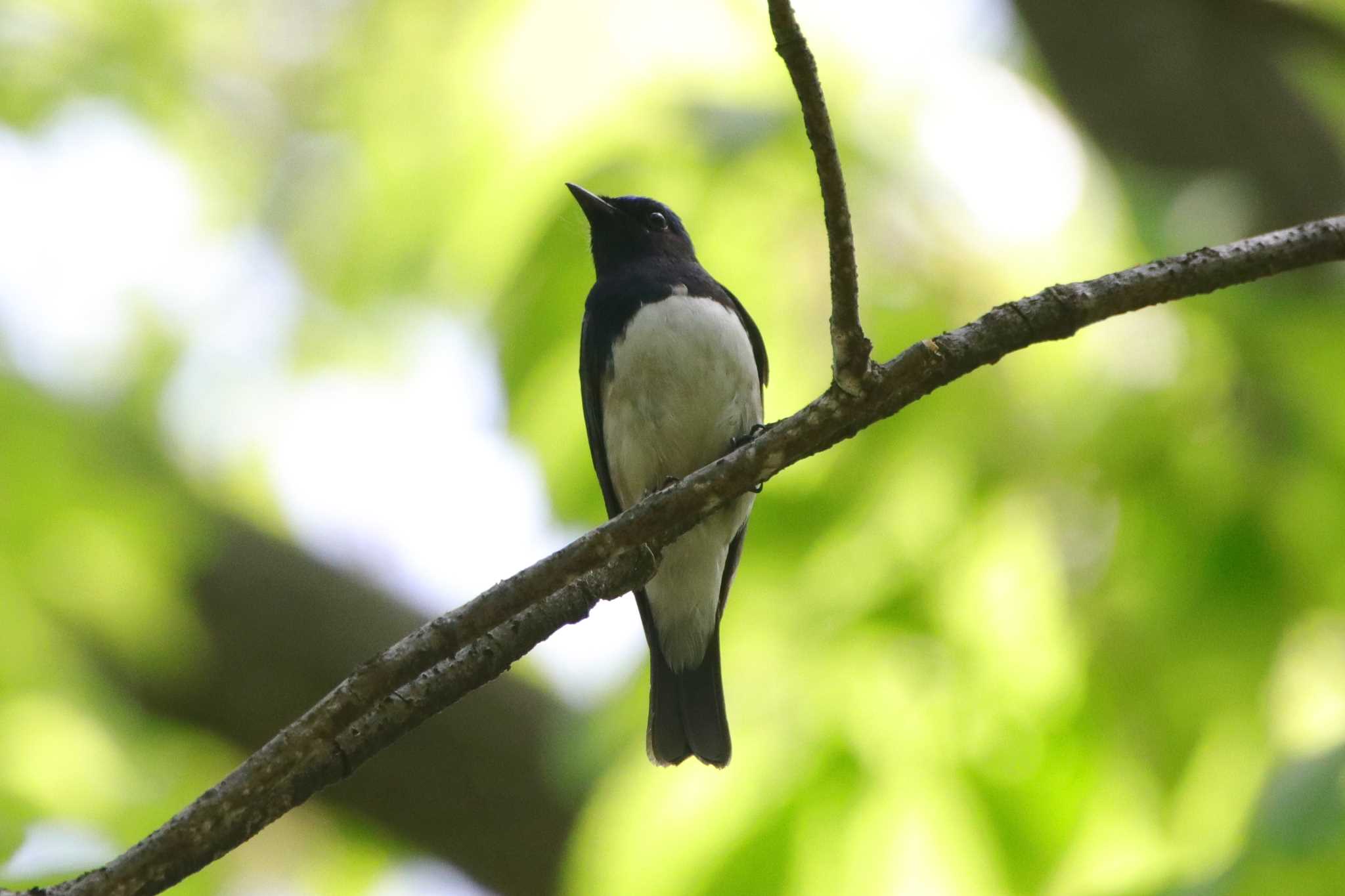 Photo of Blue-and-white Flycatcher at Inokashira Park by とみやん