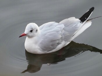 2021年12月2日(木) 望みの丘の野鳥観察記録