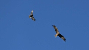 トビ 多摩川上空 2021年11月28日(日)