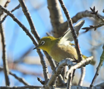 2021年11月13日(土) 下永谷市民の森の野鳥観察記録