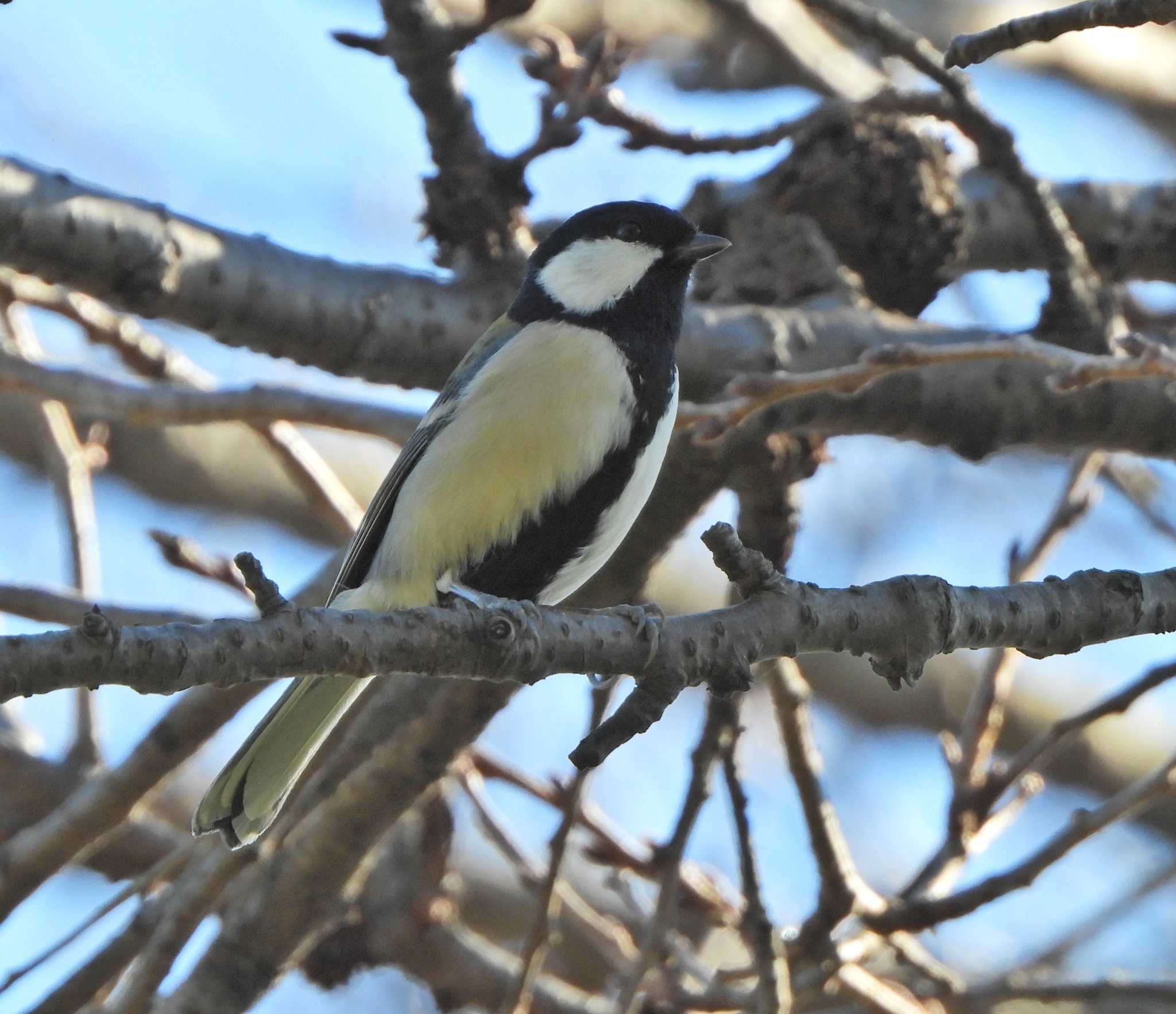 Japanese Tit