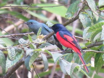 Scarlet Minivet タイ北部 Unknown Date