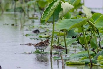 ウズラシギ 佐賀県福富町 2016年5月21日(土)