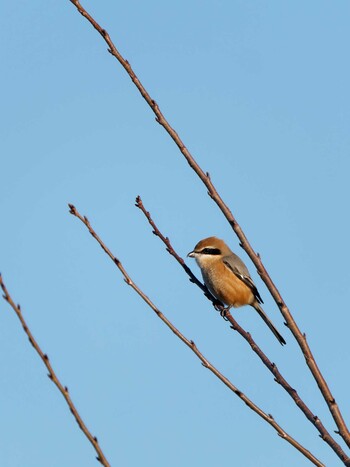 2021年12月2日(木) 新横浜公園の野鳥観察記録