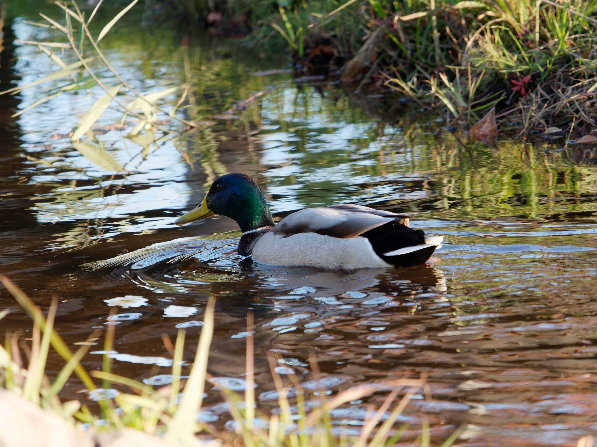 新横浜公園 マガモの写真 by 丁稚