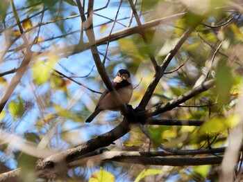 Varied Tit 南郷上ノ山公園 Thu, 12/2/2021