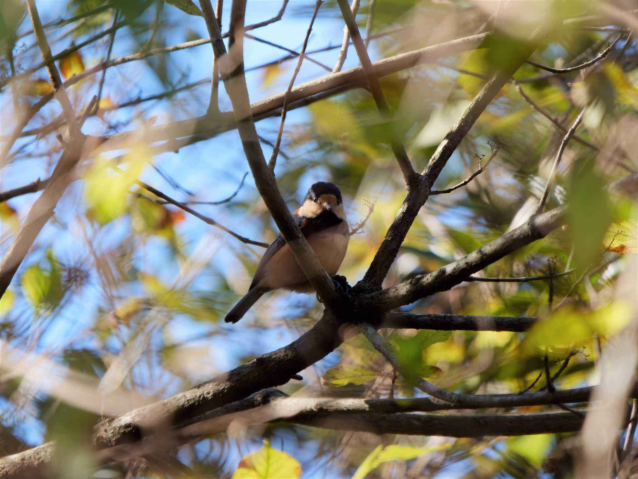 Photo of Varied Tit at 南郷上ノ山公園 by 丁稚