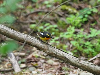 キビタキ 早戸川林道 2017年5月24日(水)