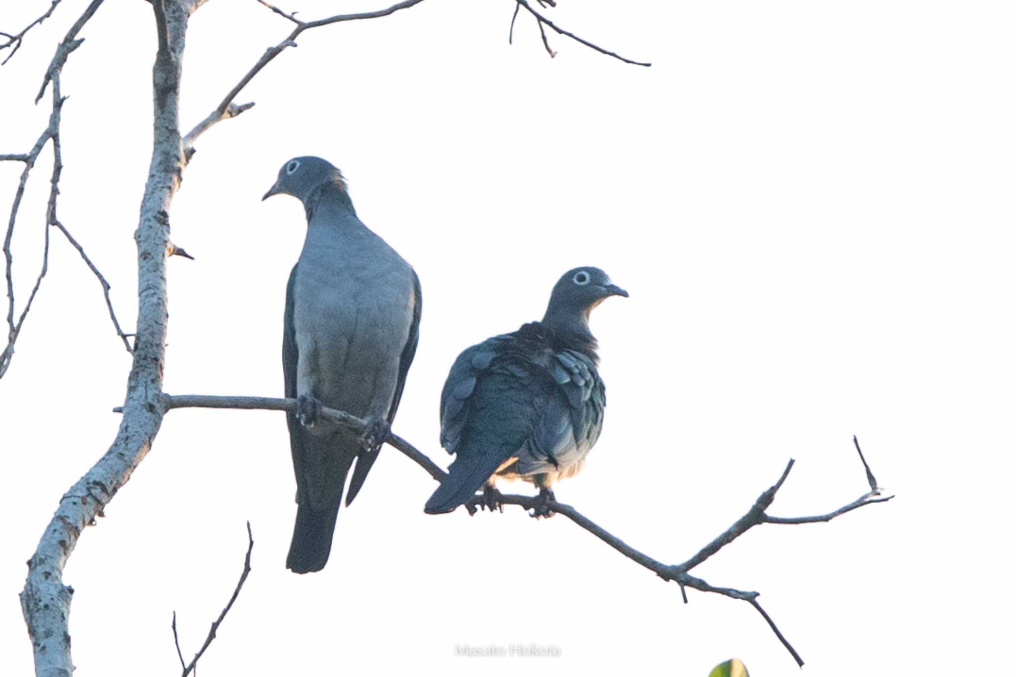 Binagara(halmahera) メジロミカドバトの写真 by Trio