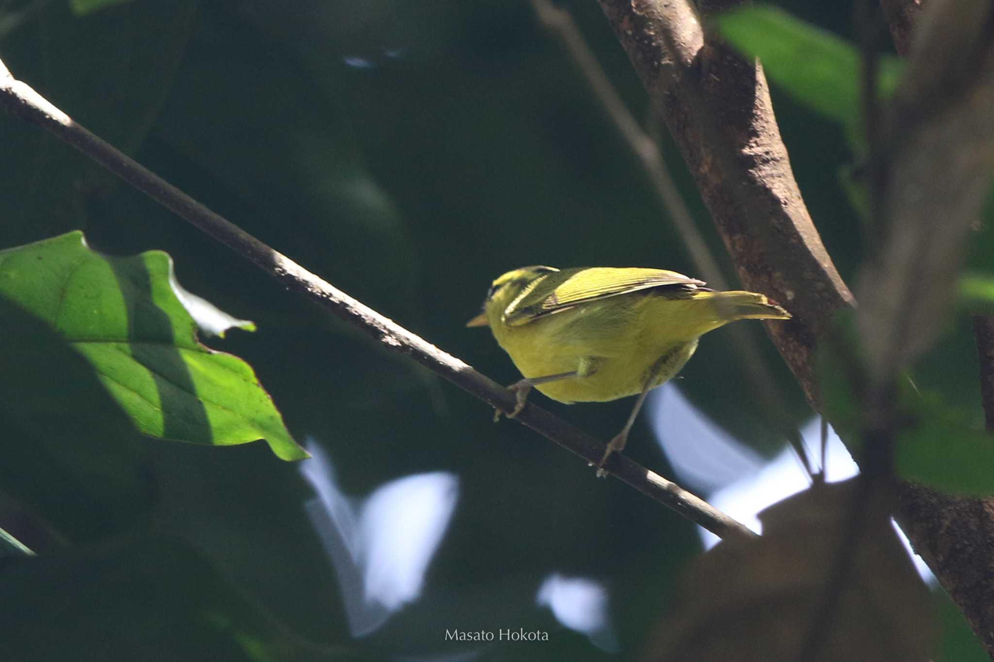 Photo of Sulphur-breasted Warbler at Kaeng Krachan National Park by Trio