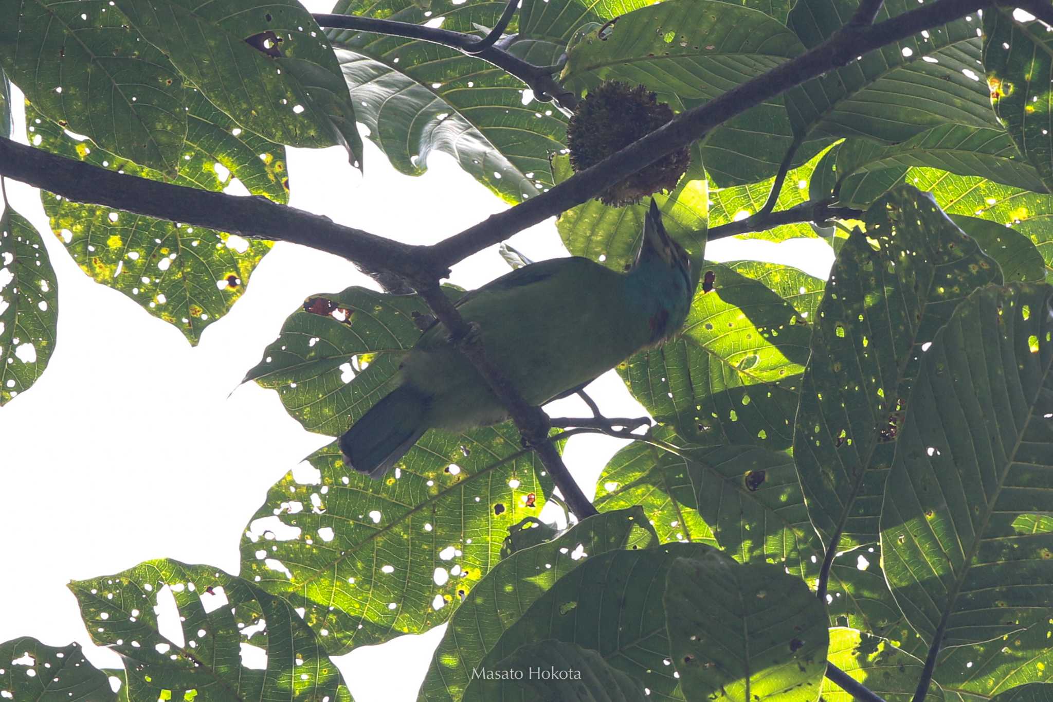 ケーン・クラチャン国立公園 クロヒゲゴシキドリの写真 by Trio