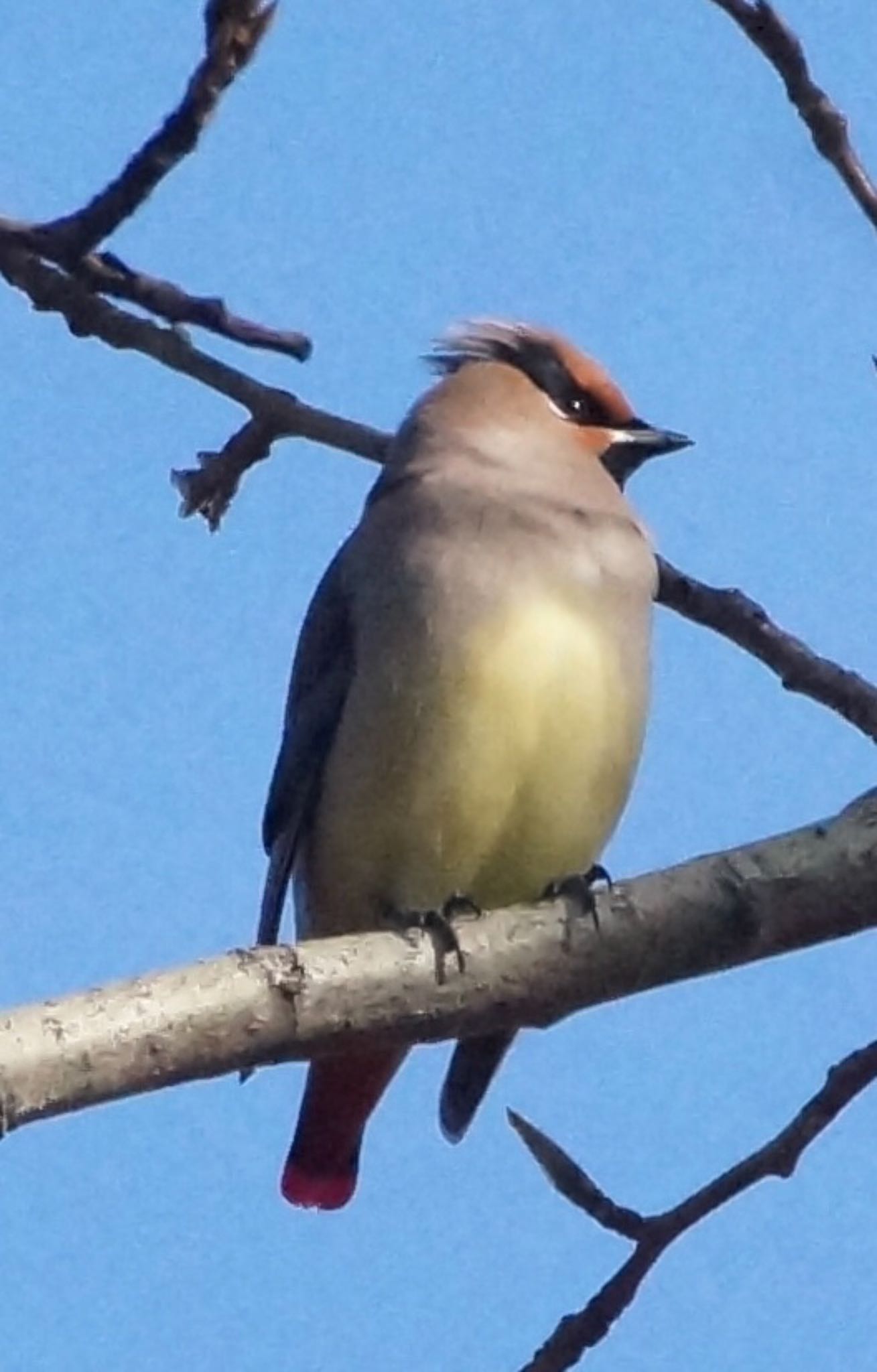 Photo of Japanese Waxwing at Makomanai Park by xuuhiro