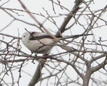 Long-tailed tit(japonicus) Makomanai Park Sat, 12/4/2021