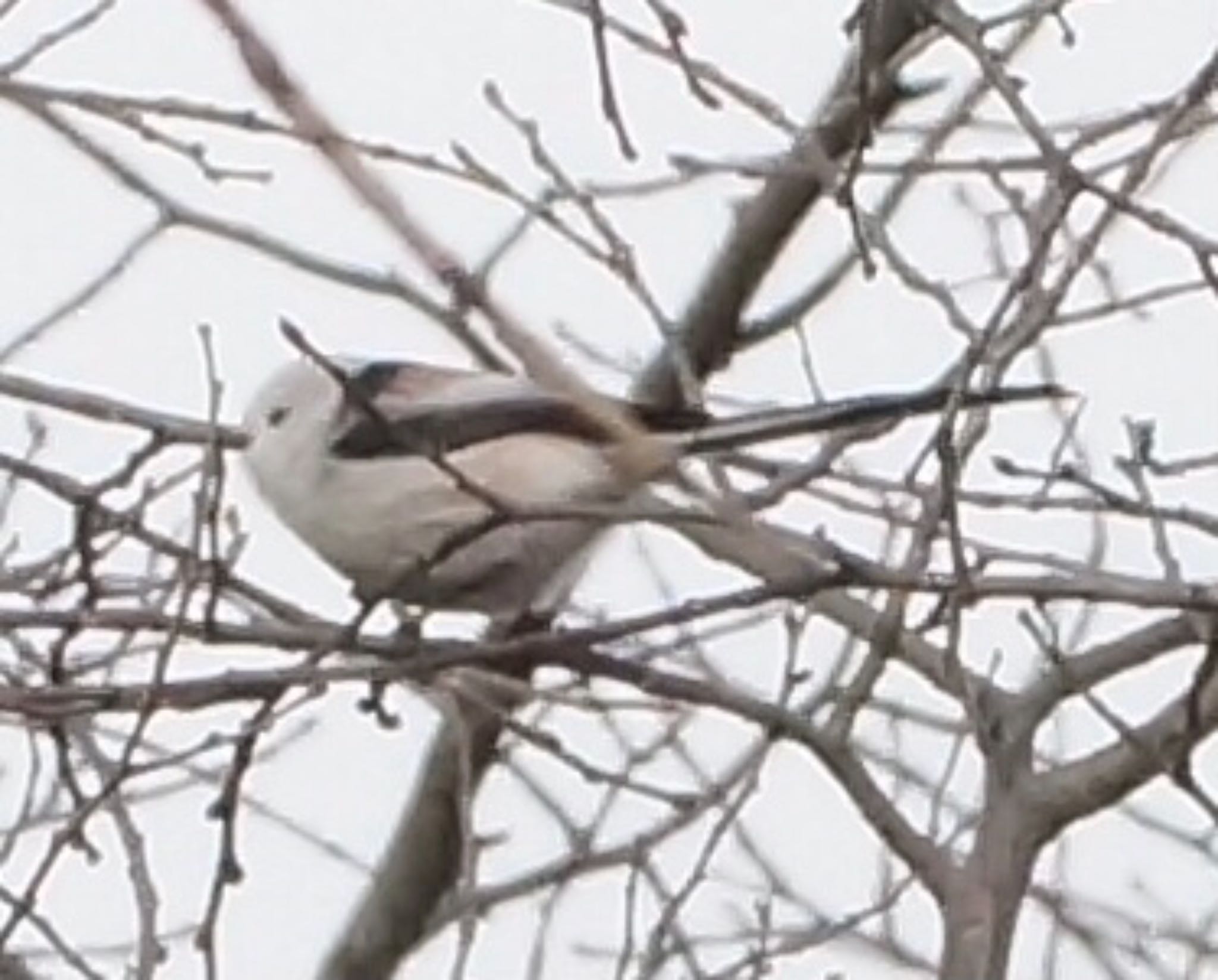 Photo of Long-tailed tit(japonicus) at Makomanai Park by xuuhiro