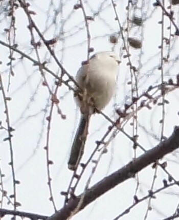 Long-tailed tit(japonicus) Makomanai Park Sat, 12/4/2021