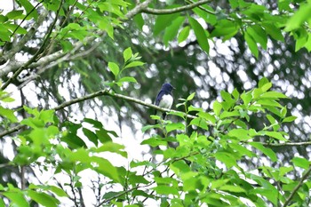 オオルリ 早戸川林道 2017年5月24日(水)