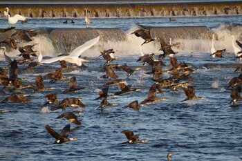 2021年12月4日(土) 多摩川二ヶ領宿河原堰の野鳥観察記録