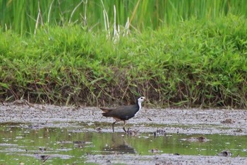 White-breasted Waterhen Unknown Spots Unknown Date